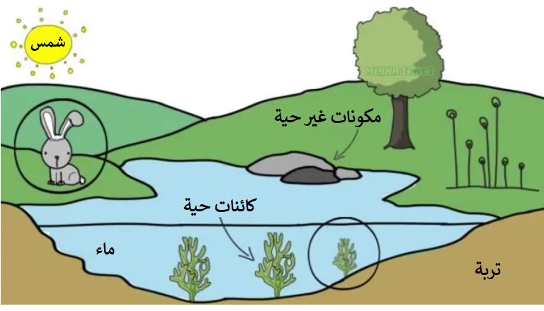 مكونات النظام البيئي